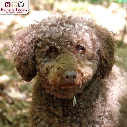 Sammy, ADOPTABLE, Senior Male Standard Poodle & Labradoodle.