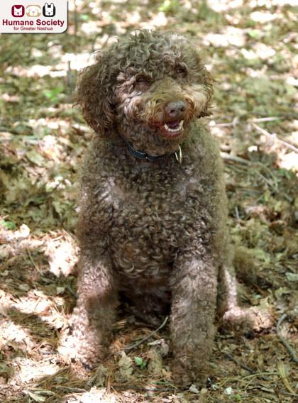 Sammy, a ADOPTABLE mixed breed in Nashua, NH image 2/3