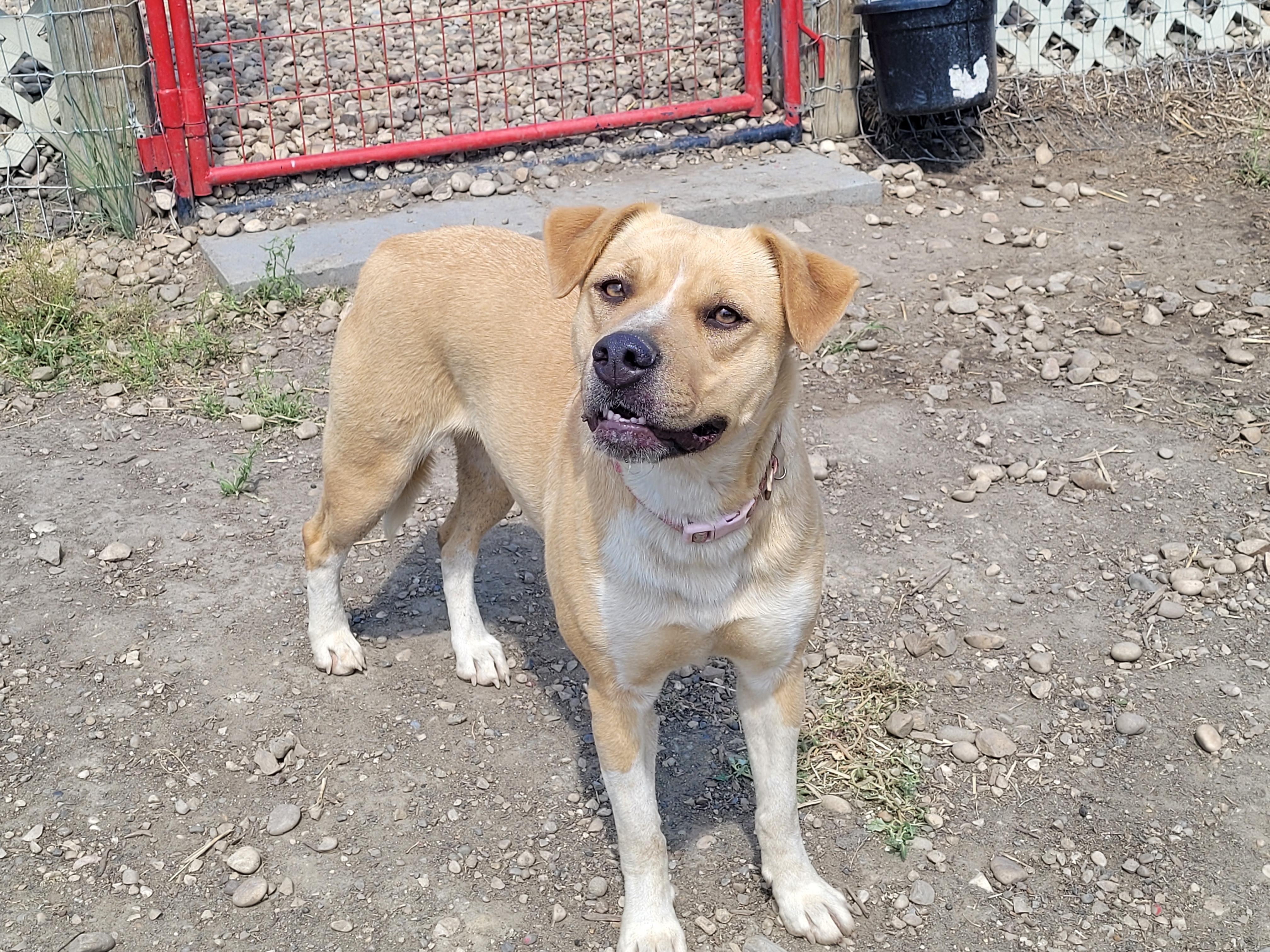 Saphire, ADOPTABLE, Adult Female Boxer.