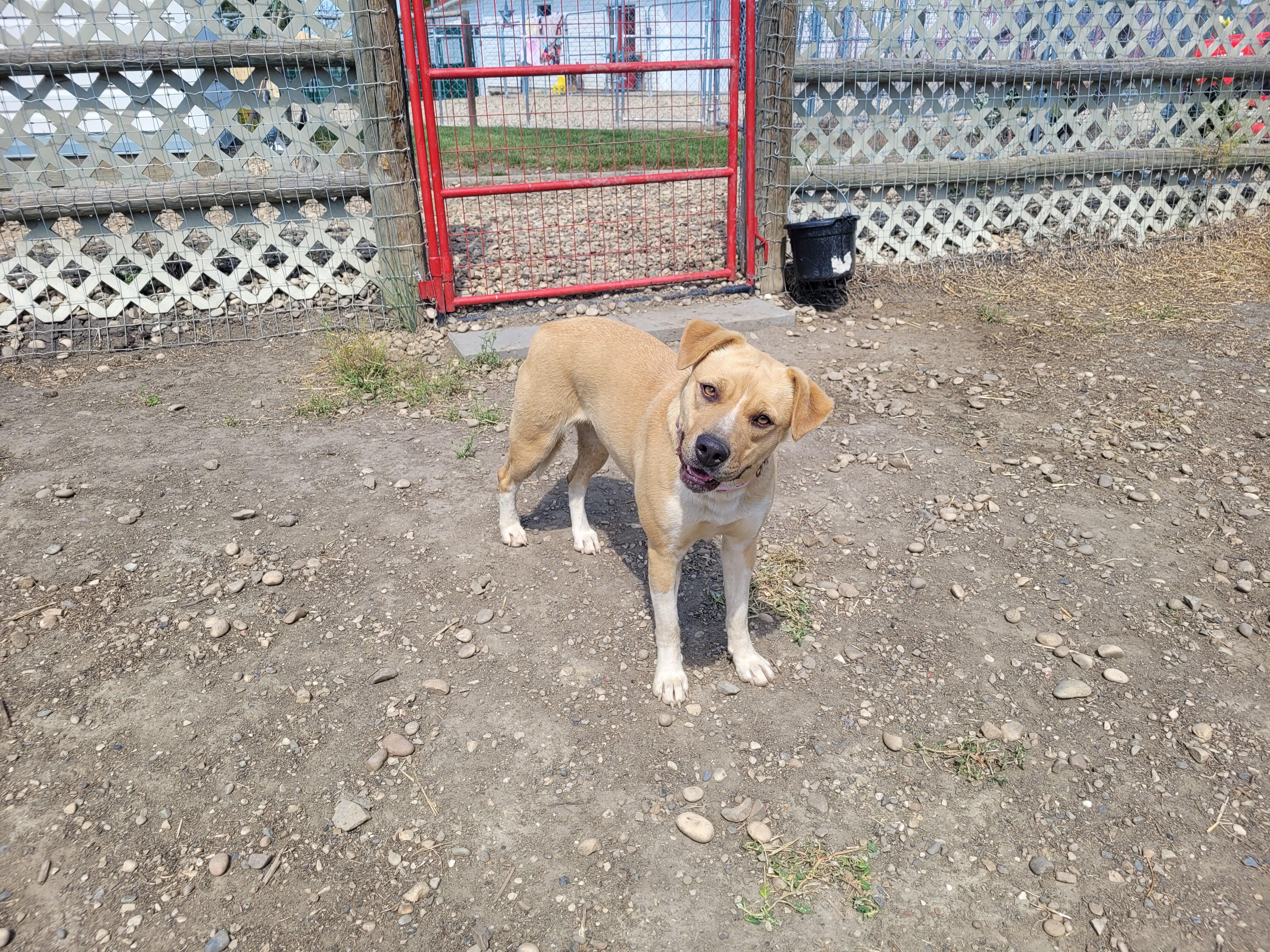 Enlarge Saphire, a ADOPTABLE mixed breed in Lacombe, AB image 2/3