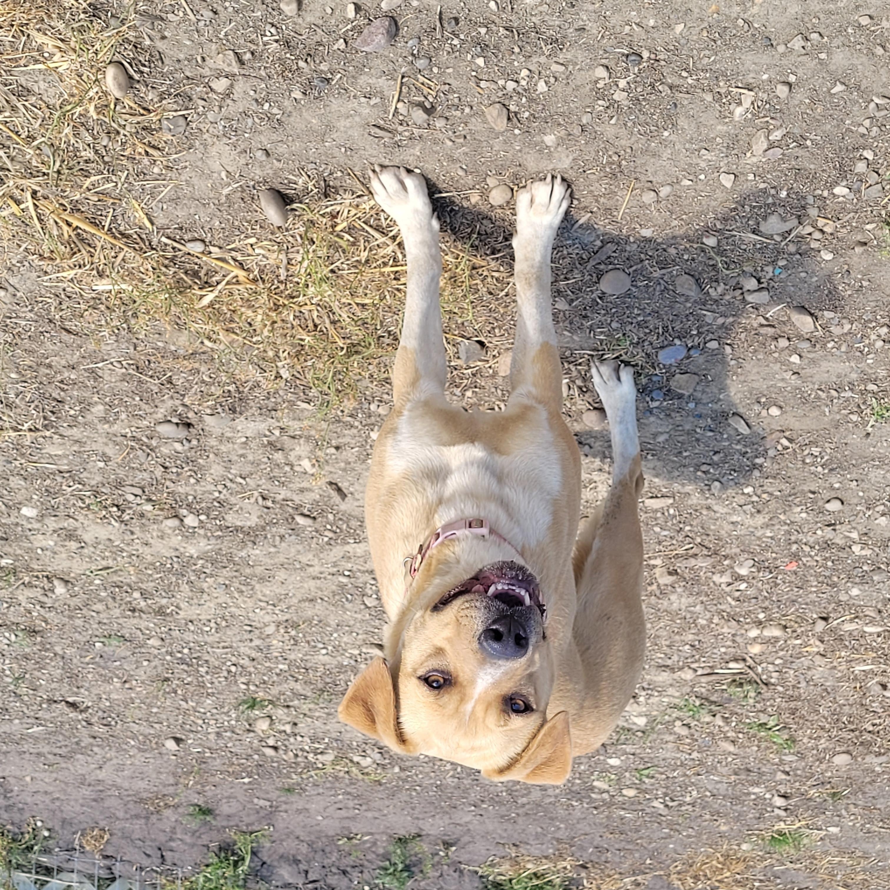 Enlarge Saphire, a ADOPTABLE mixed breed in Lacombe, AB image 3/3