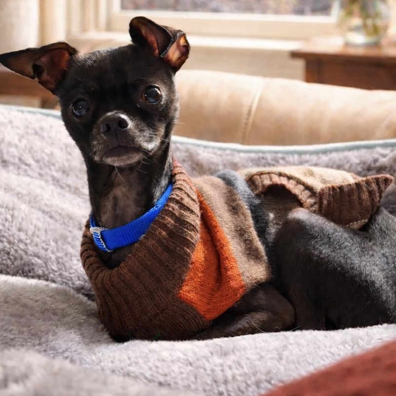 Enlarge Taco Dip, a ADOPTABLE mixed breed in Racine, WI image 3/3