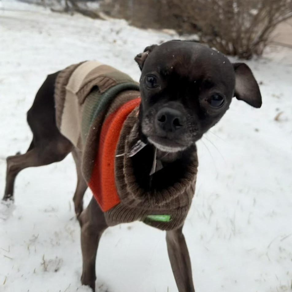 Enlarge Taco Dip, a ADOPTABLE mixed breed in Racine, WI image 2/3