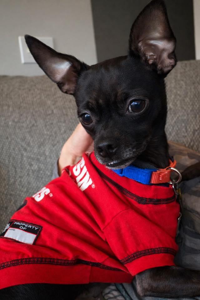 Taco Dip, ADOPTABLE, Adult Male Chihuahua & Italian Greyhound.