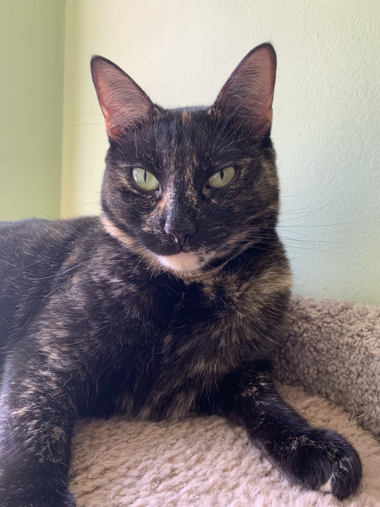 Scarlet, a Adoptable Domestic Short Hair in Margate, FL image 1/6