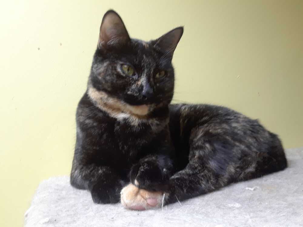 Scarlet, a Adoptable Domestic Short Hair in Margate, FL image 3/6