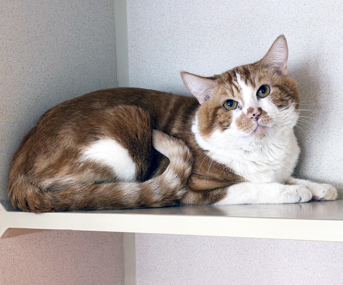 Enlarge GARFIELD, an adopted Domestic Short Hair in San Clemente, CA image 1/1