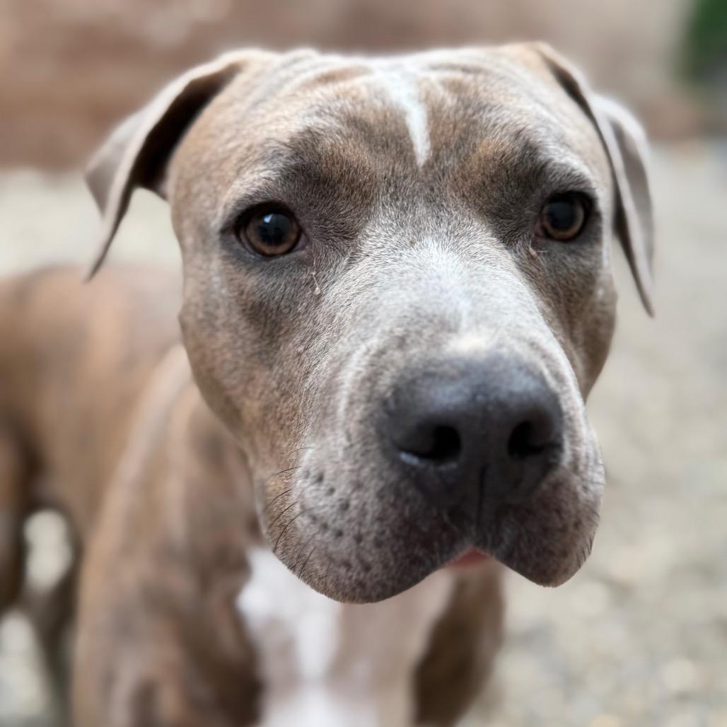 Enlarge Grant-Foster, a Adoptable Mixed Breed in Grand Rapids, MI image 1/6