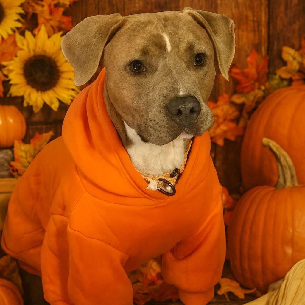 Enlarge Grant-Foster, a Adoptable Mixed Breed in Grand Rapids, MI image 2/6