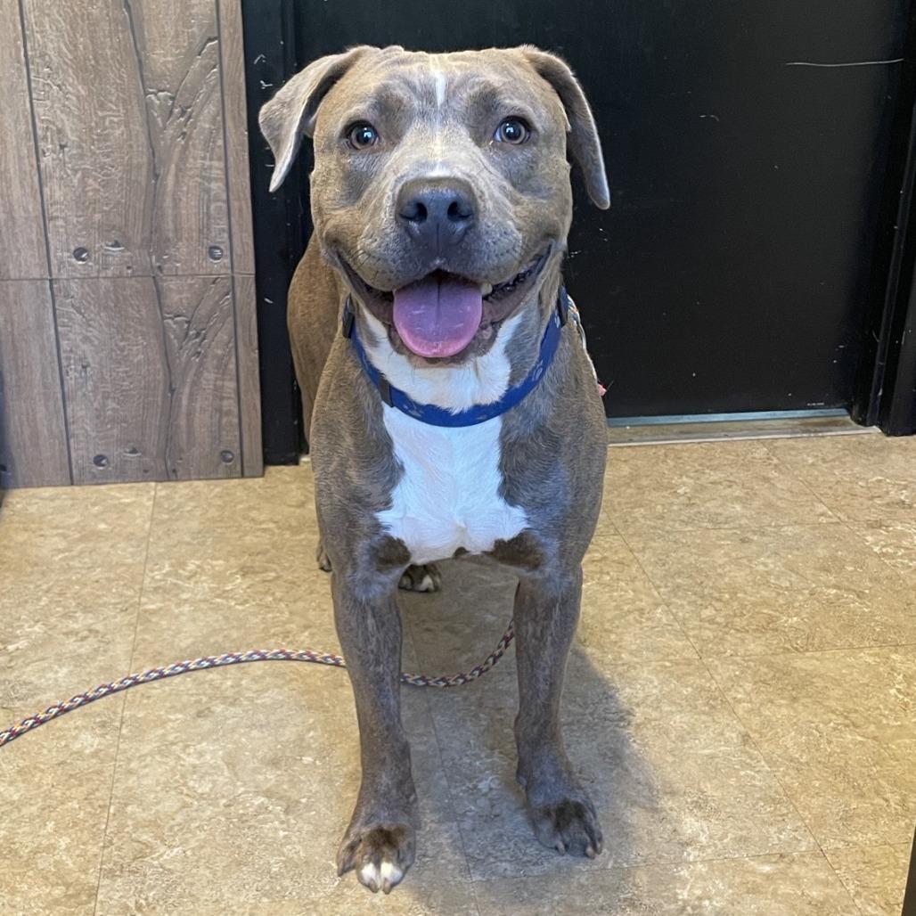 Enlarge Grant-Foster, a Adoptable Mixed Breed in Grand Rapids, MI image 3/6