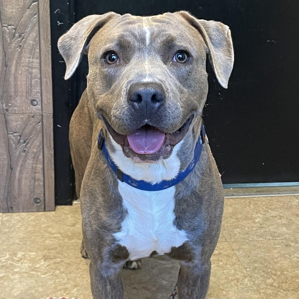 Enlarge Grant-Foster, a Adoptable Mixed Breed in Grand Rapids, MI image 4/6