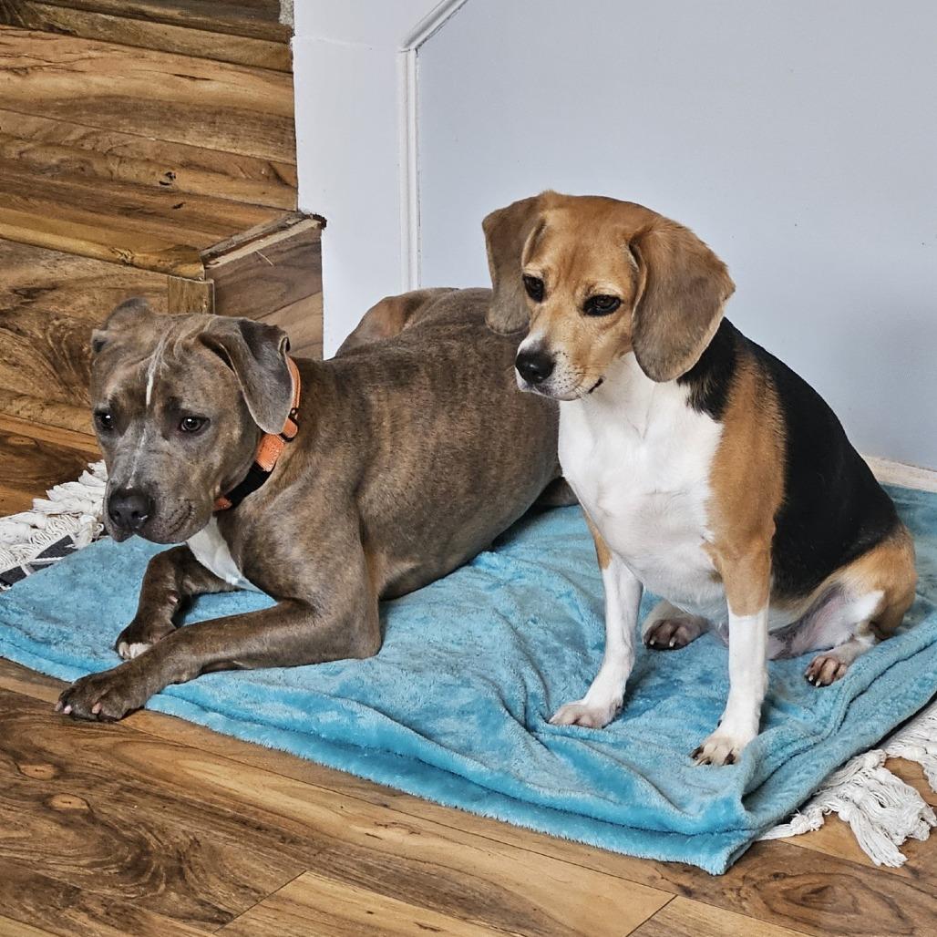 Grant-Foster, a Adoptable Mixed Breed in Grand Rapids, MI image 5/6
