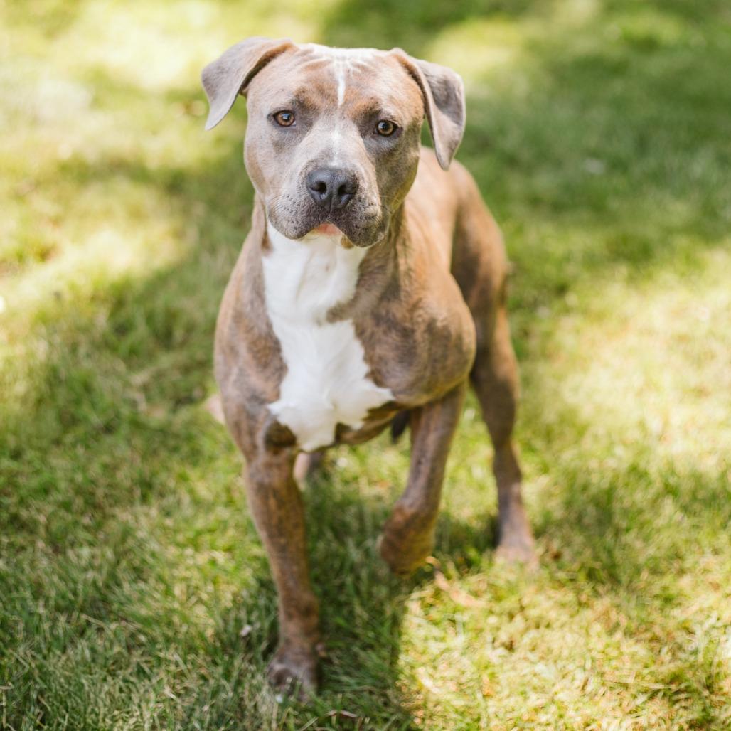 Enlarge Grant-Foster, a Adoptable Mixed Breed in Grand Rapids, MI image 5/6
