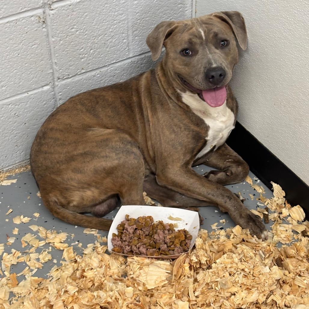 Enlarge Grant-Foster, a Adoptable Mixed Breed in Grand Rapids, MI image 6/6