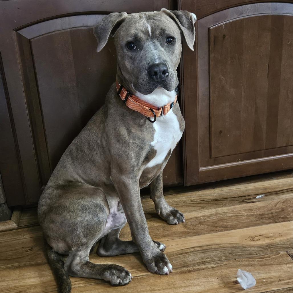 Enlarge Grant, a Adoptable Mixed Breed in Grand Rapids, MI image 6/6