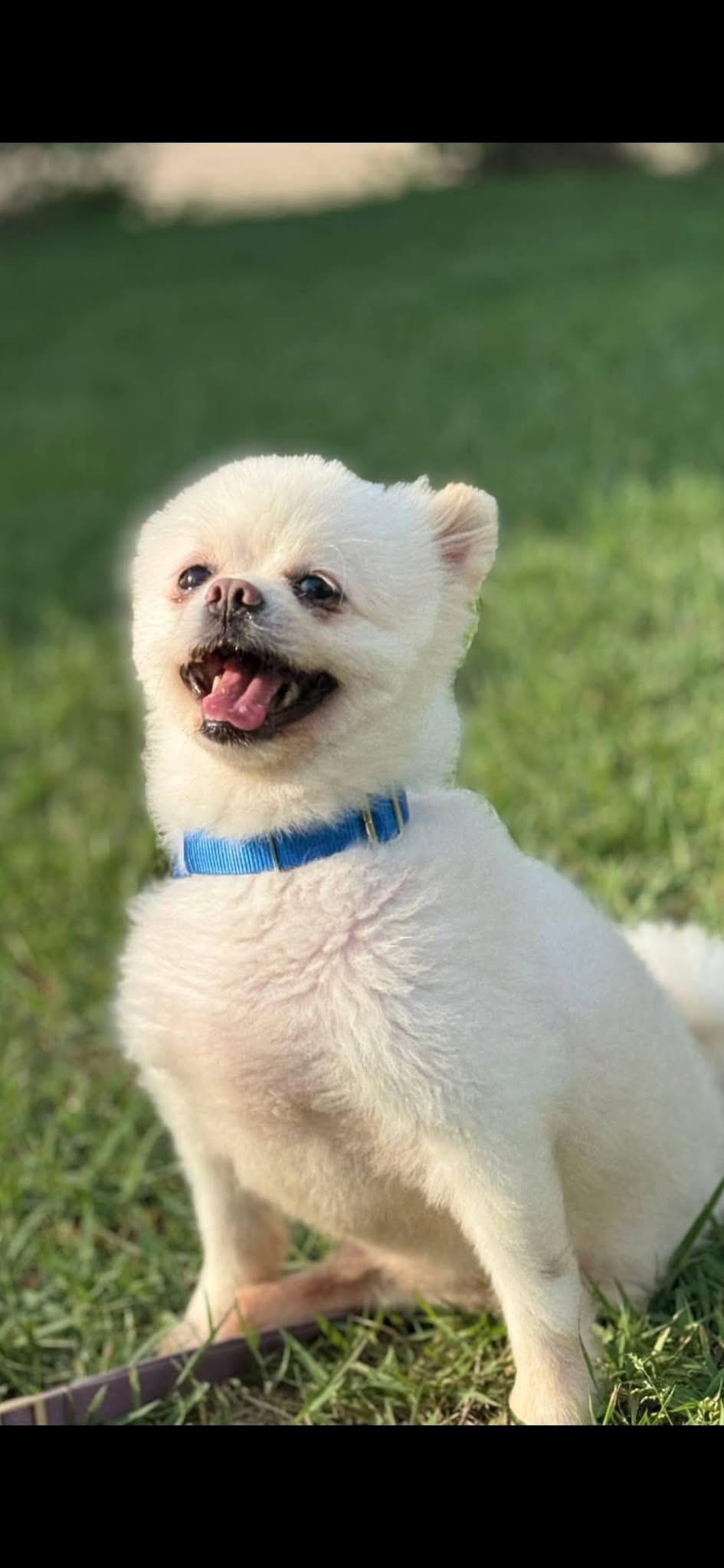 ITE, Adoptable, Adult Male Pomeranian.