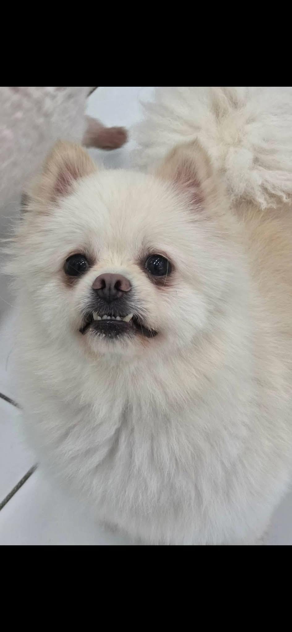 Enlarge ITE, a Adoptable Pomeranian in Langley, BC image 4/5