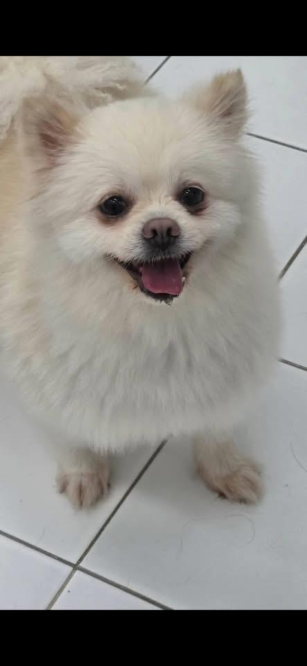 Enlarge ITE, a Adoptable Pomeranian in Langley, BC image 2/5