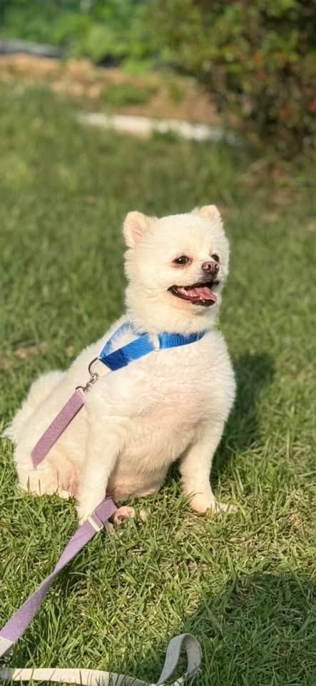 Enlarge ITE, a Adoptable Pomeranian in Langley, BC image 3/5