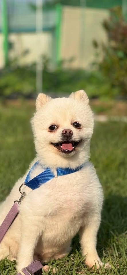 Enlarge ITE, a Adoptable Pomeranian in Langley, BC image 5/5