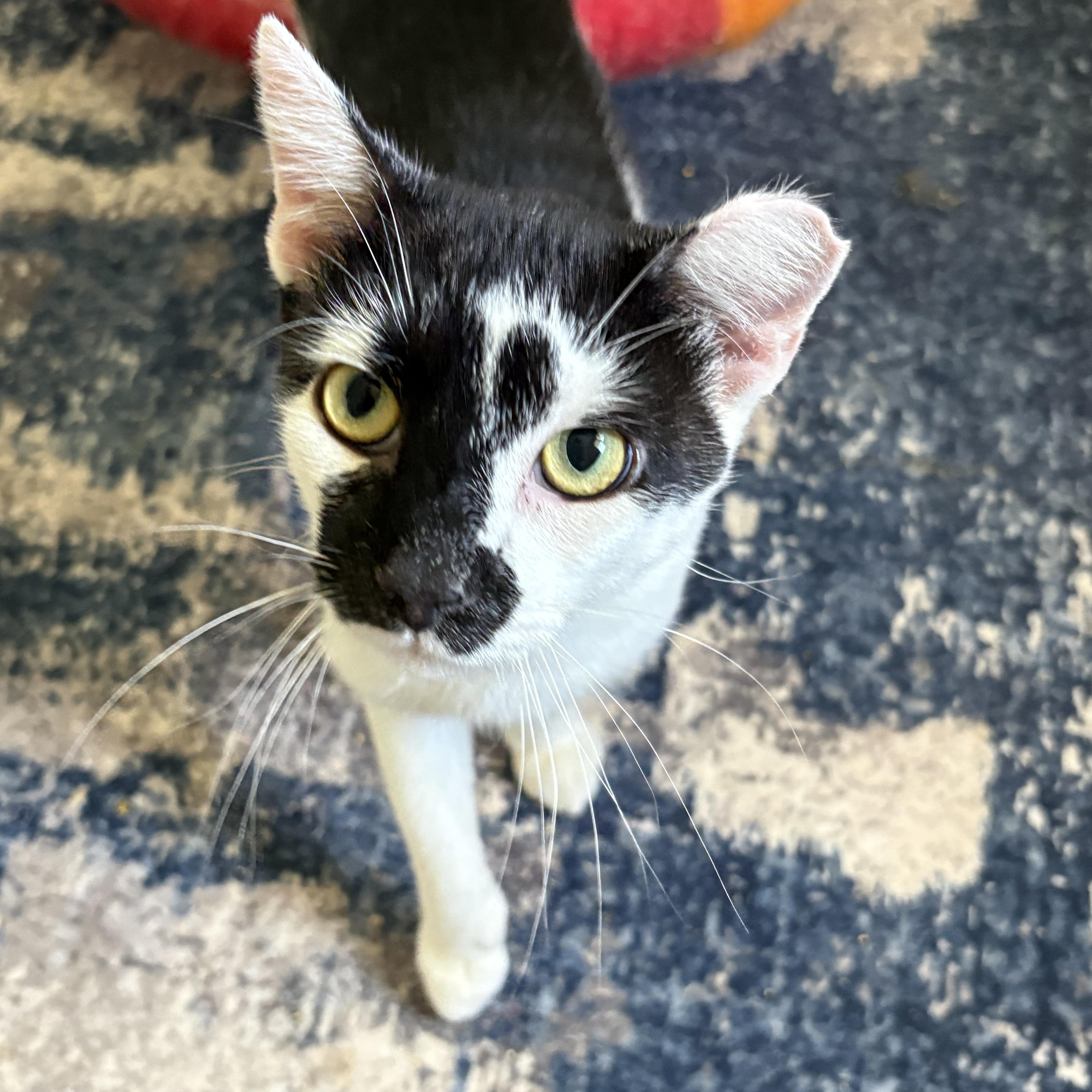 Enlarge JJ, a Adoptable Domestic Short Hair in Alexandria, VA image 5/5