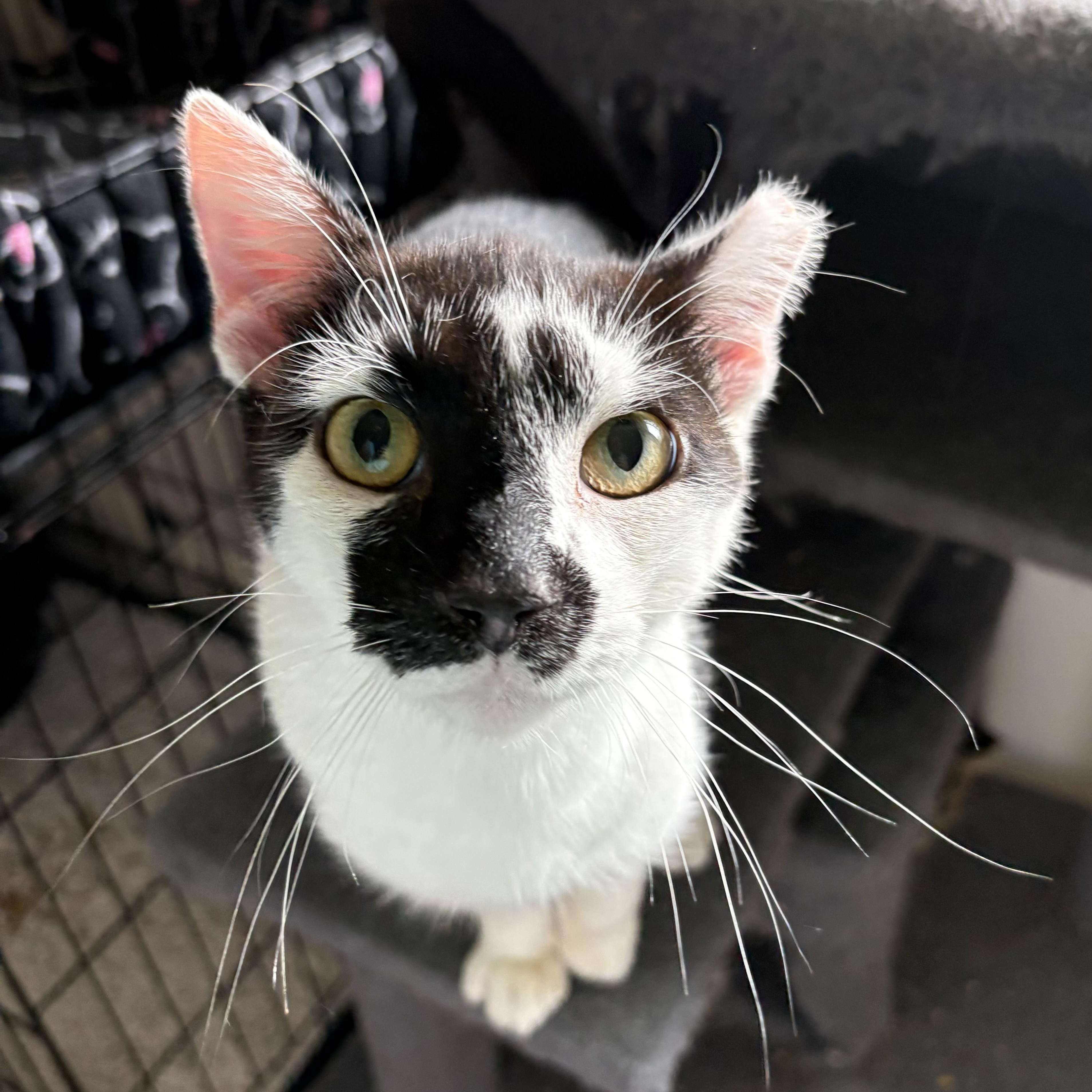 Enlarge JJ, a Adoptable Domestic Short Hair in Alexandria, VA image 2/5