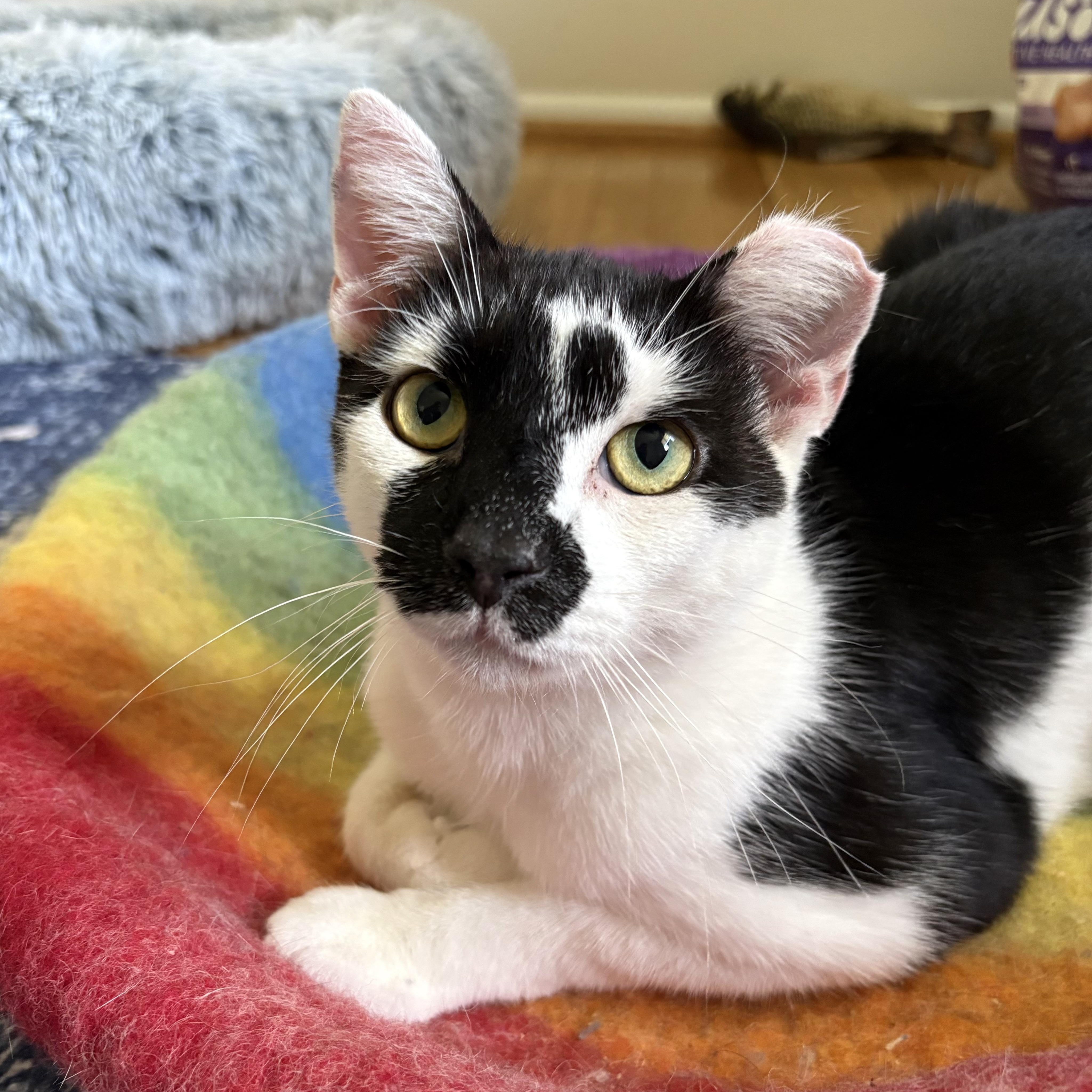 JJ, Adoptable, Young Male Domestic Short Hair.