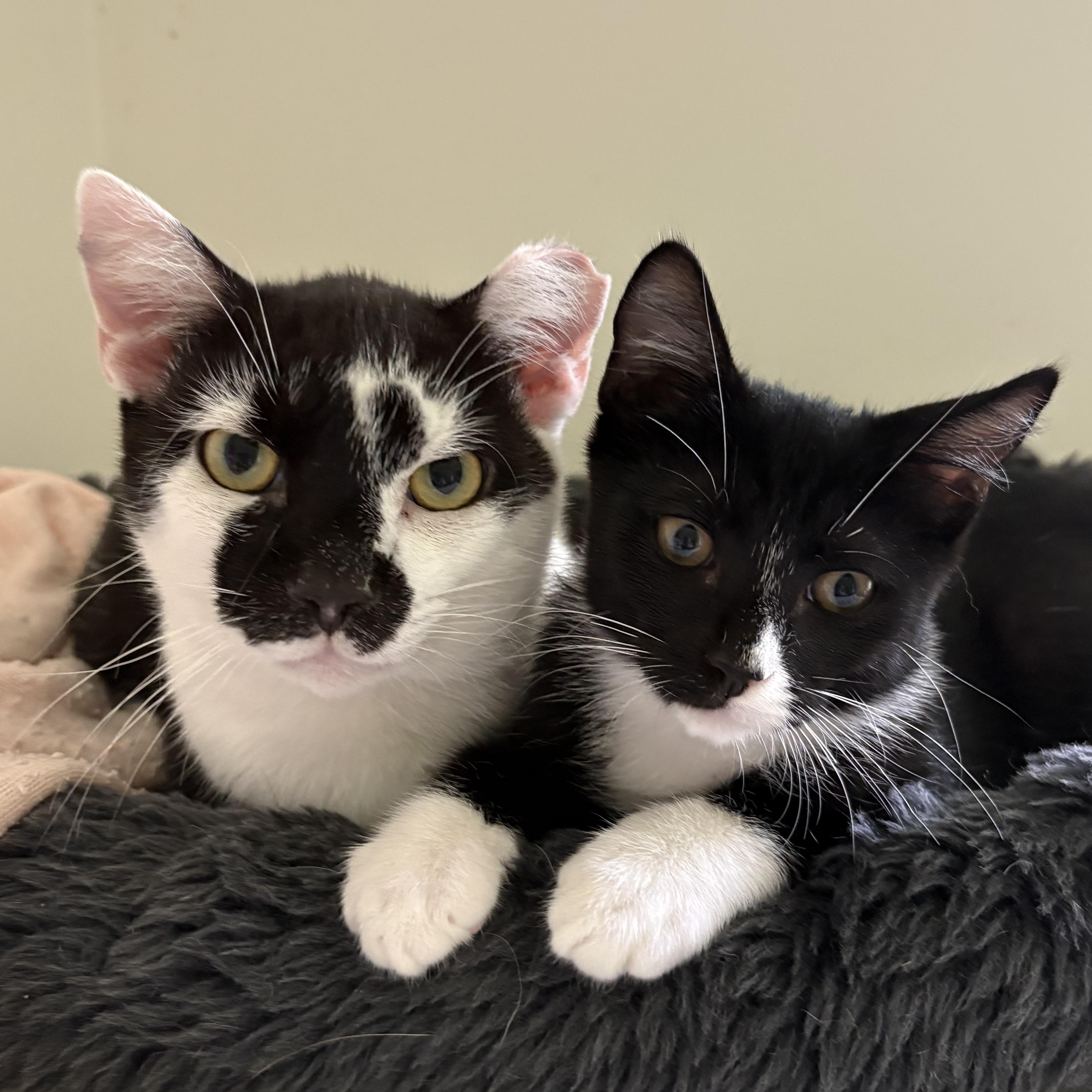 Enlarge JJ, a Adoptable Domestic Short Hair in Alexandria, VA image 4/5