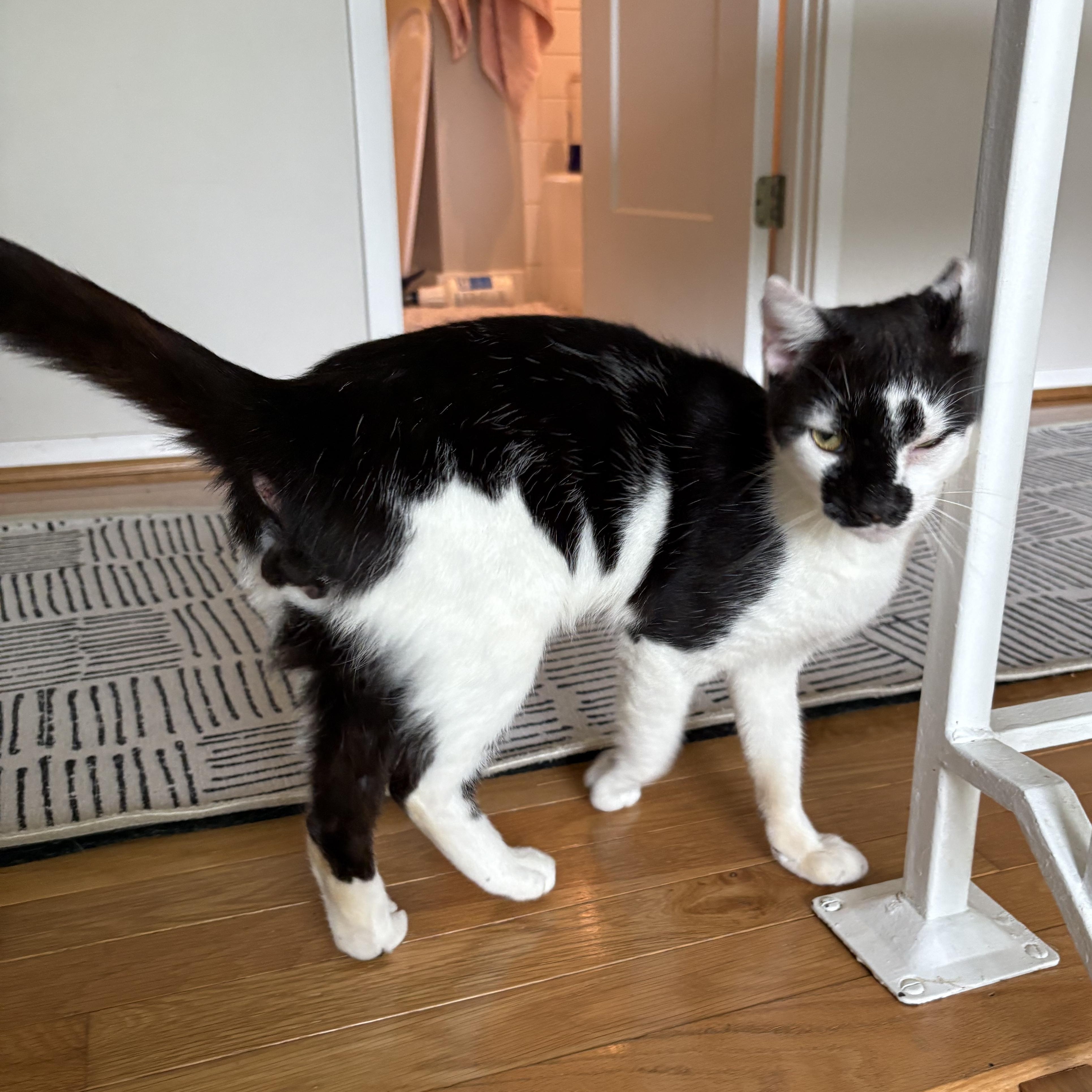 Enlarge JJ, a Adoptable Domestic Short Hair in Alexandria, VA image 3/5