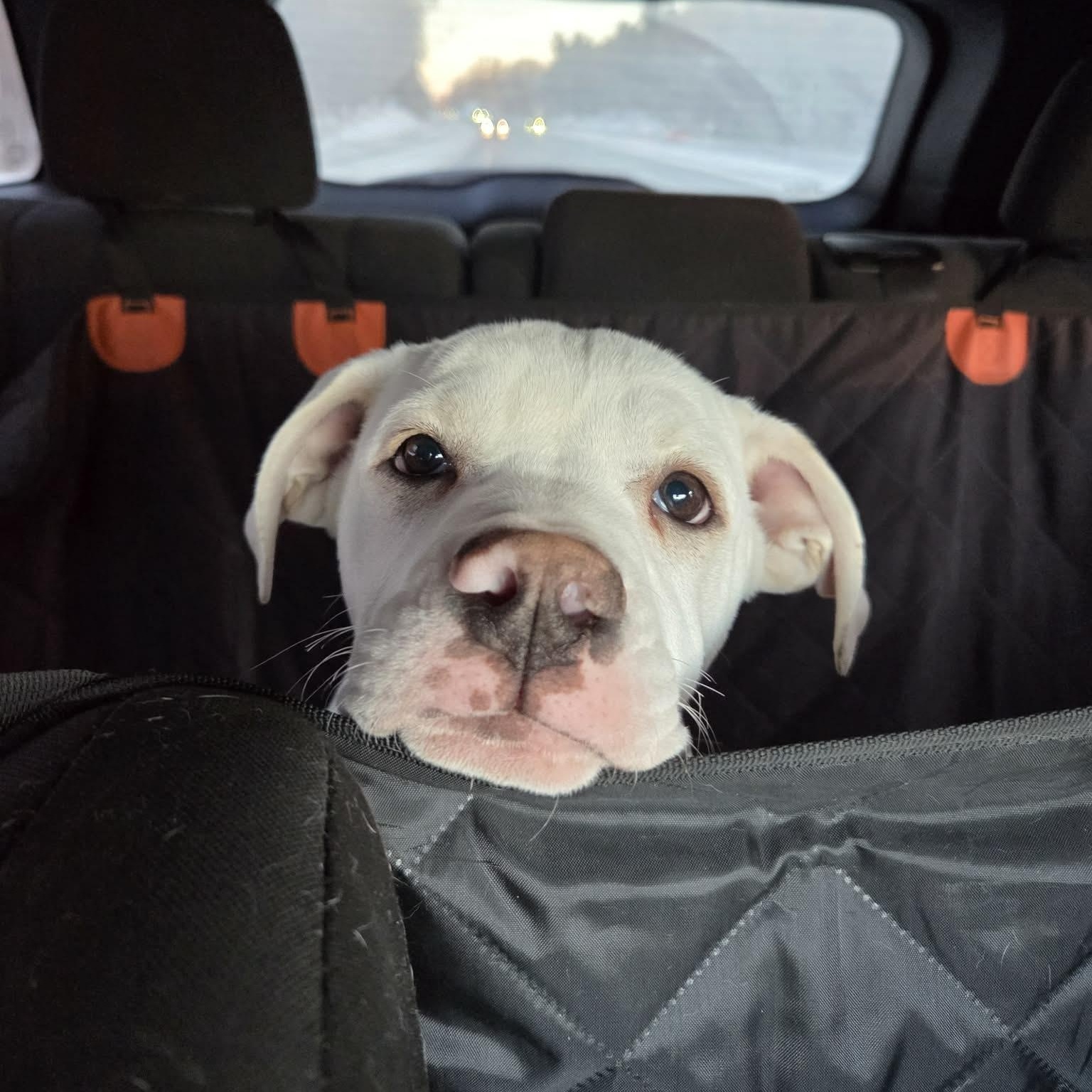 Enlarge Philly, an adopted mixed breed in Schenectady, NY image 3/6