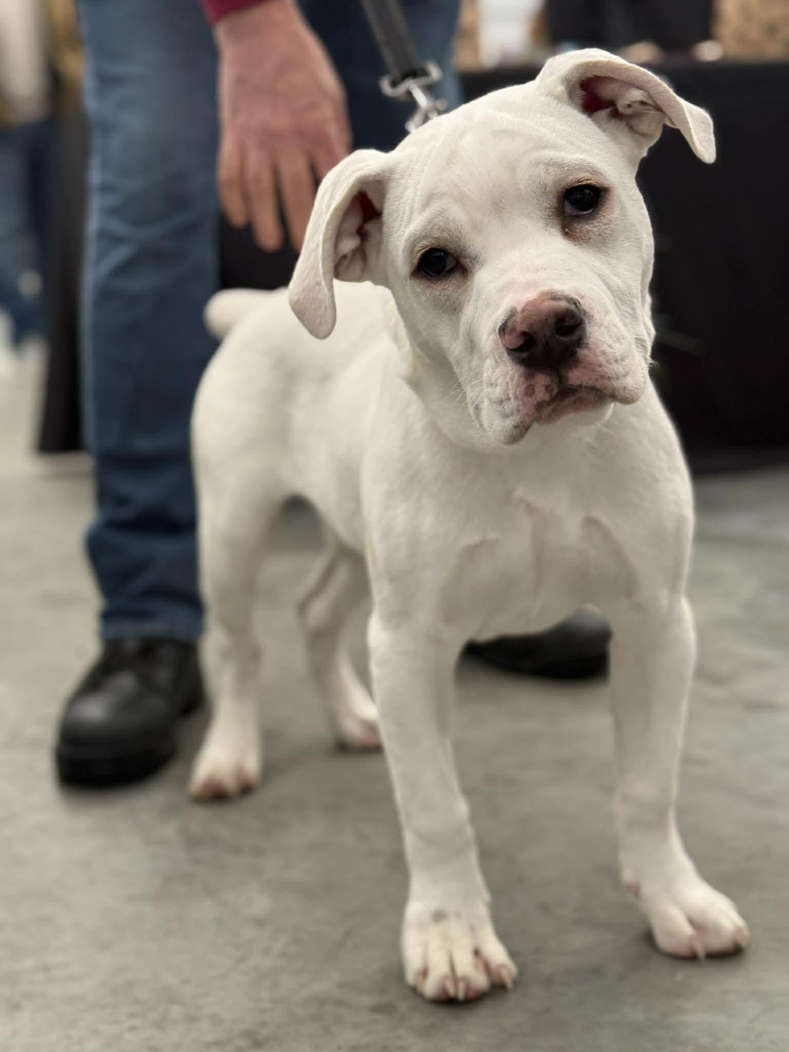 Enlarge Philly, an adopted mixed breed in Schenectady, NY image 2/6