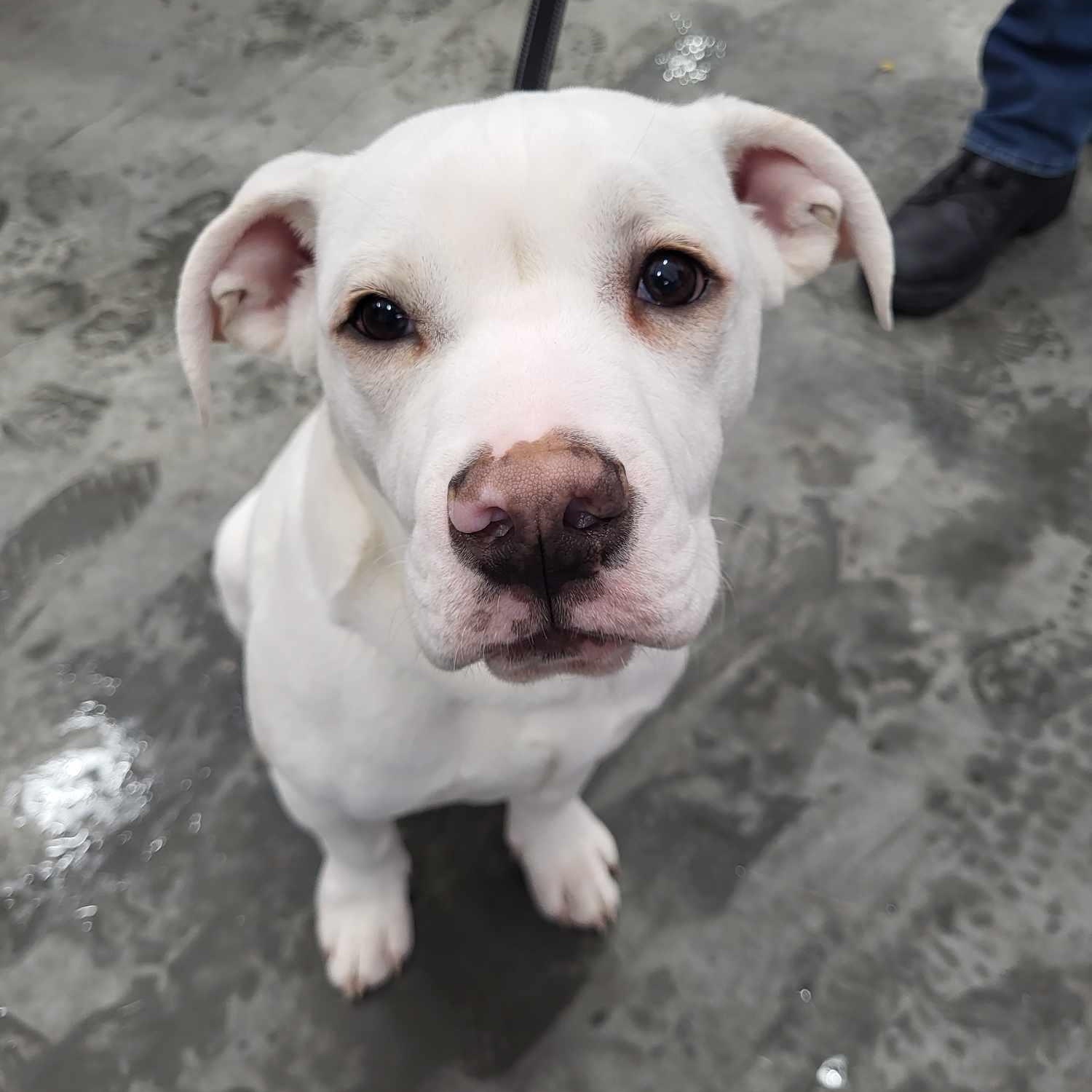 Enlarge Philly, an adopted mixed breed in Schenectady, NY image 1/6