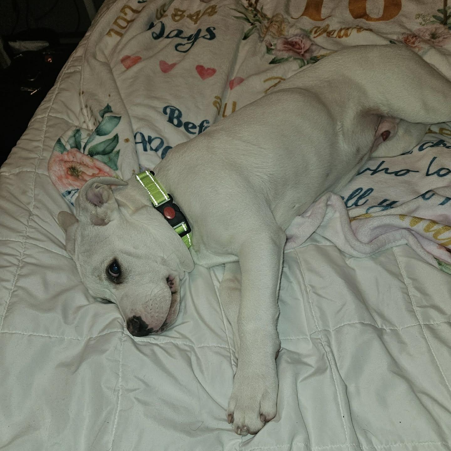 Enlarge Philly, an adopted mixed breed in Schenectady, NY image 4/6