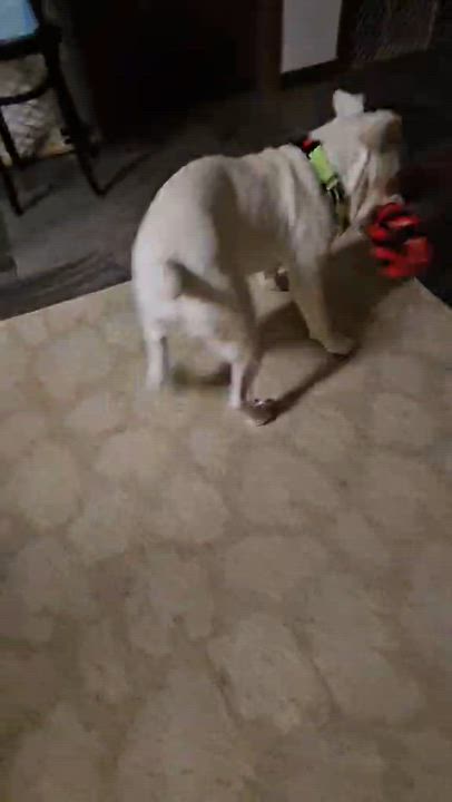 Enlarge Philly, an adopted mixed breed in Schenectady, NY video 6/6