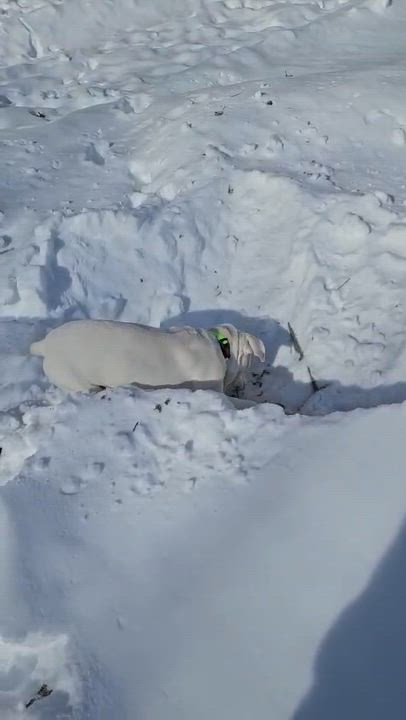 Enlarge Philly, an adopted mixed breed in Schenectady, NY video 5/6