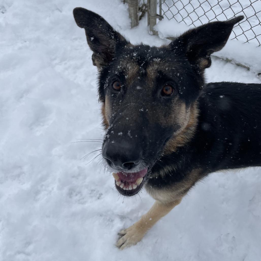 Teddy — thumbnail 2