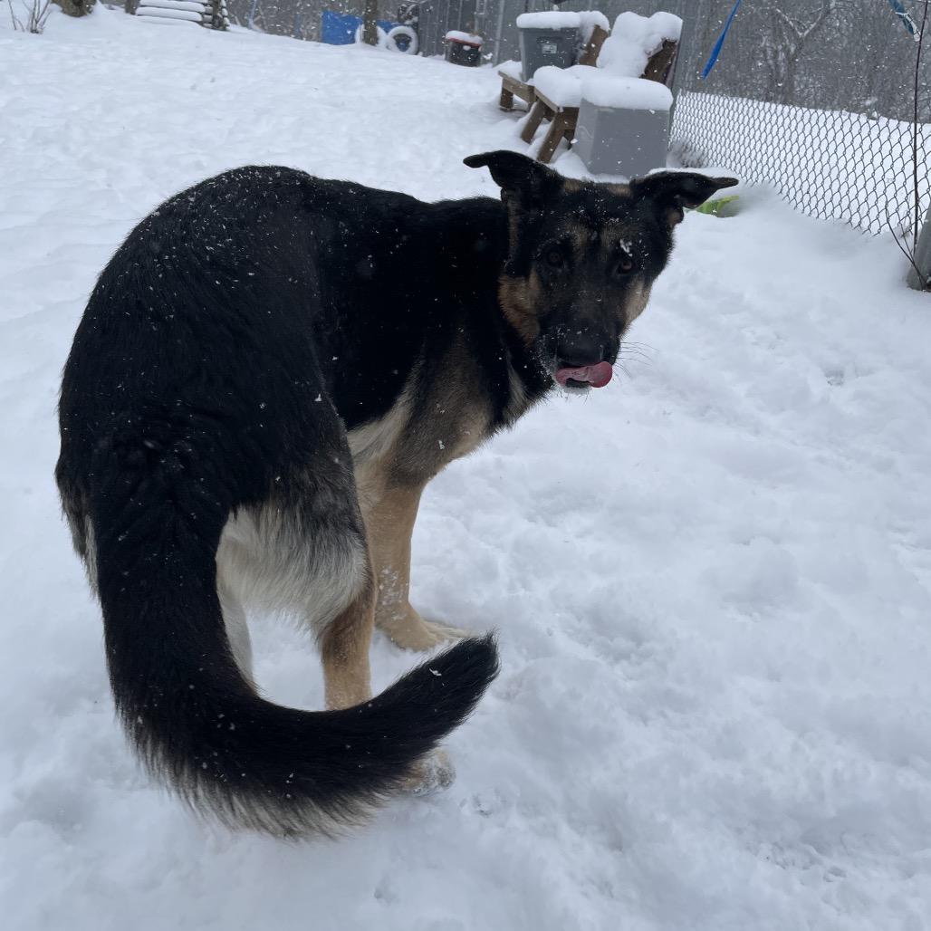 Teddy — thumbnail 3