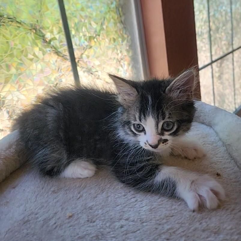 Enlarge Sumo (long-haired- Pre-adoption ONLY), a Adoptable Domestic Long Hair in Allen, TX image 4/6