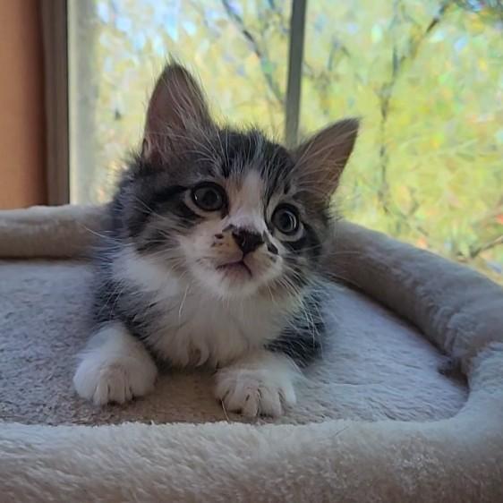 Enlarge Sumo (long-haired- Pre-adoption ONLY), a Adoptable Domestic Long Hair in Allen, TX image 6/6