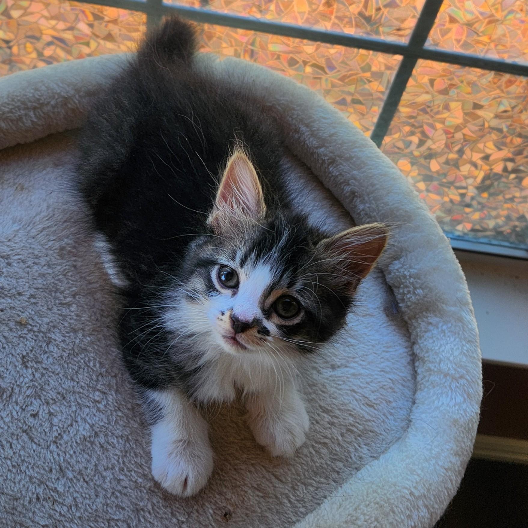 Sumo (long-haired- Pre-adoption ONLY), Adoptable, Kitten Male Domestic Long Hair.