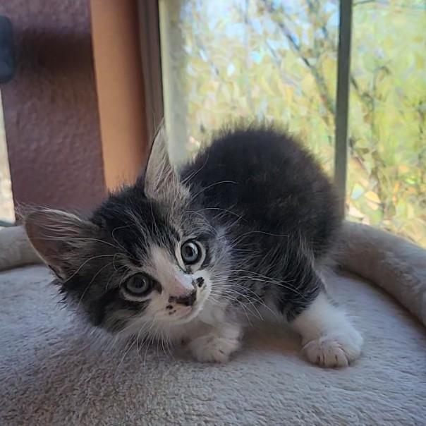 Enlarge Sumo (long-haired- Pre-adoption ONLY), a Adoptable Domestic Long Hair in Allen, TX image 3/6