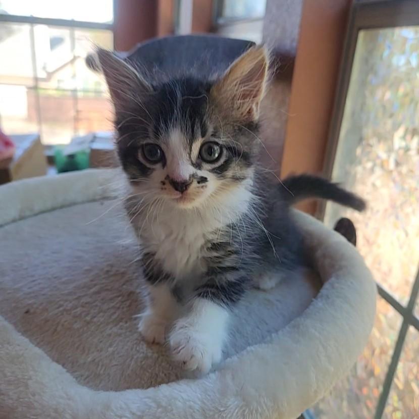 Enlarge Sumo (long-haired- Pre-adoption ONLY), a Adoptable Domestic Long Hair in Allen, TX image 5/6