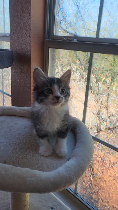 Enlarge Sumo (long-haired- Pre-adoption ONLY), a Adoptable Domestic Long Hair in Allen, TX video 2/6