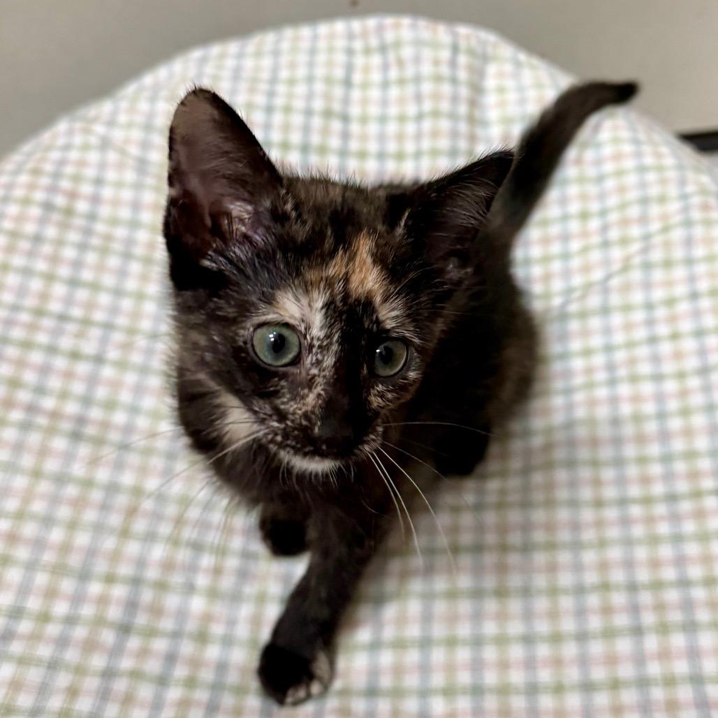 Quik Trip, Adoptable, Kitten Female Domestic Short Hair.