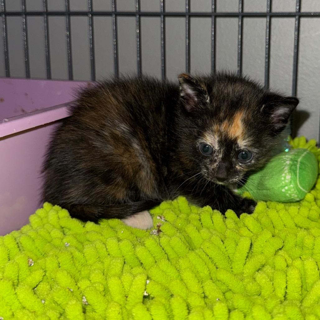 Quik Trip, a Adoptable Domestic Short Hair in Kansas City, MO image 2/3