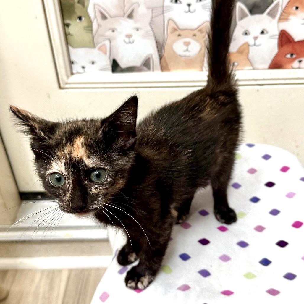Quik Trip, a Adoptable Domestic Short Hair in Kansas City, MO image 3/3