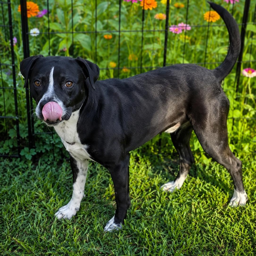 Enlarge FIN-FINITO (Sweet, Loves Kids, All Humans, Cats, Dogs, Cuddles, Affectionate), a Adoptable mixed breed in Columbus, OH image 5/6