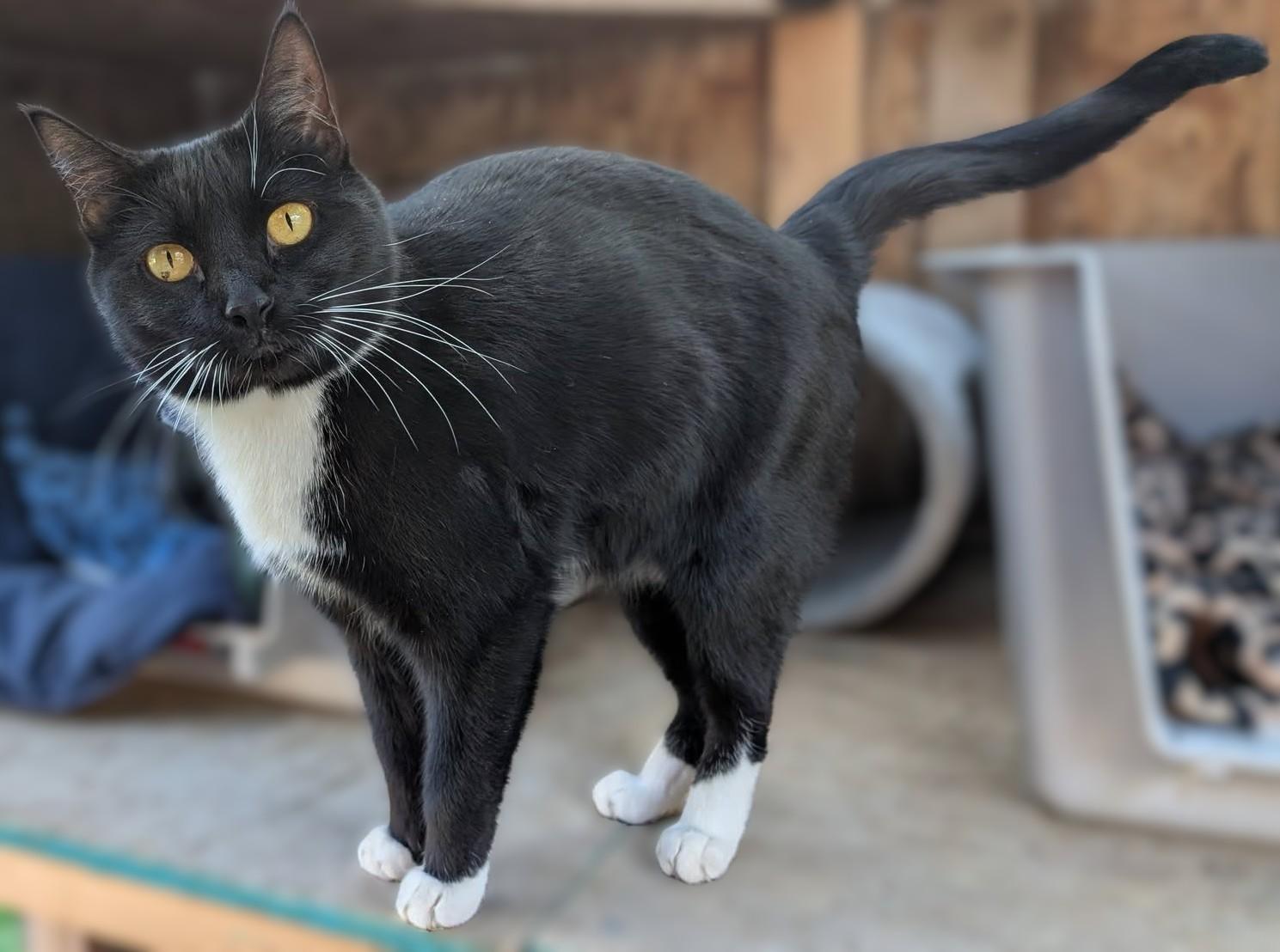 Enlarge Maggie, a Adoptable mixed breed in Libby, MT image 2/4
