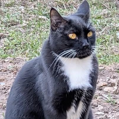 Maggie, a Adoptable mixed breed in Libby, MT image 1/3