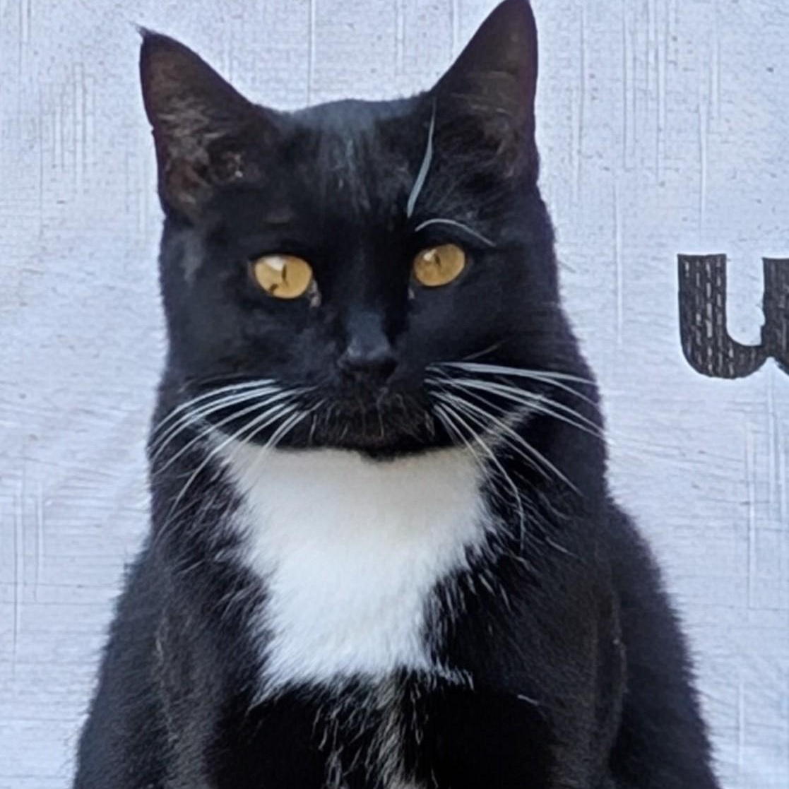 Maggie, a Adoptable mixed breed in Libby, MT image 2/3